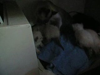 Chatons rouainette 28 juillet 2009