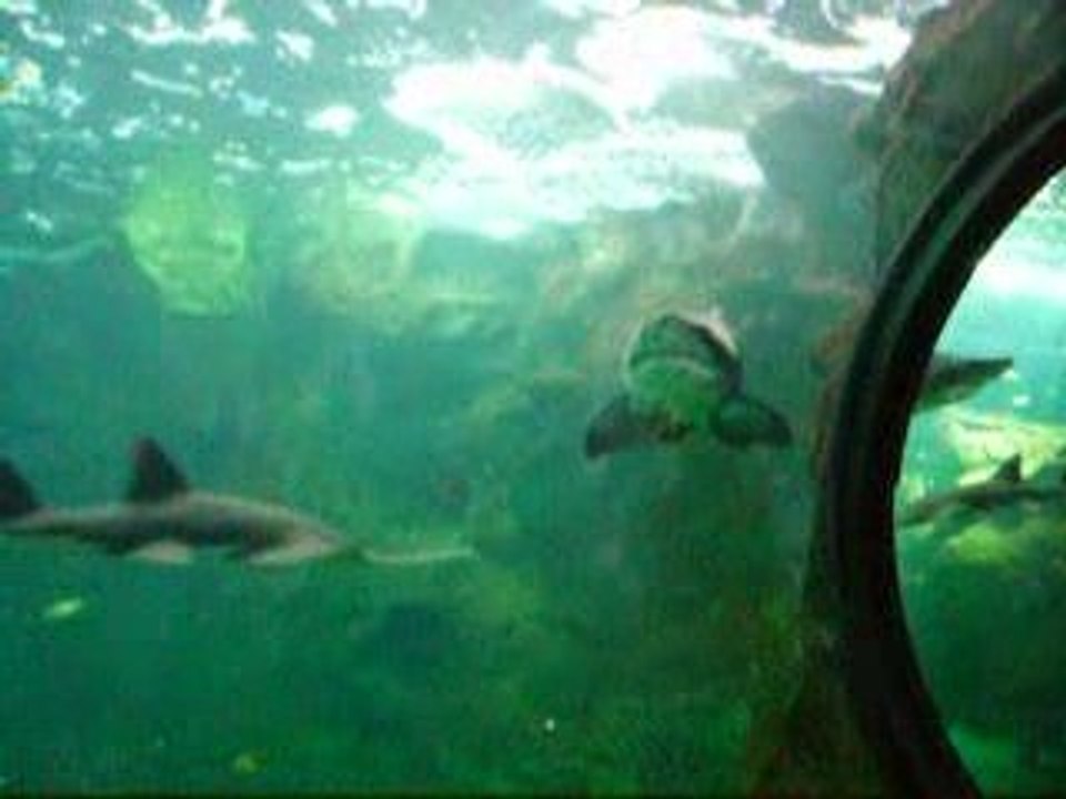 requin et poisson scie
