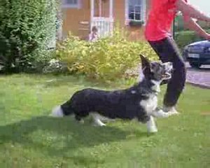 Wille hoppar bana 🏃‍♂️