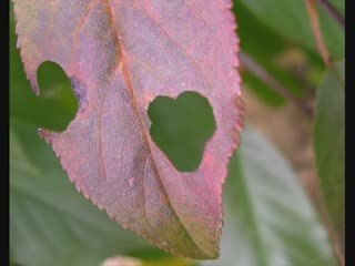 [Maquette] October's Memories