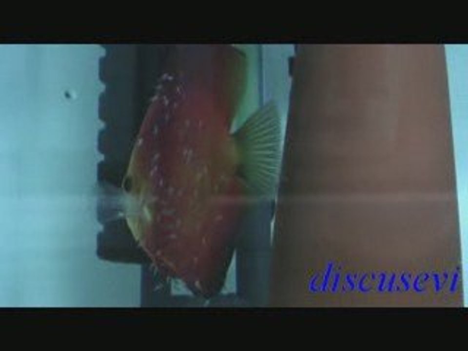 White Face Melon - Discusevi