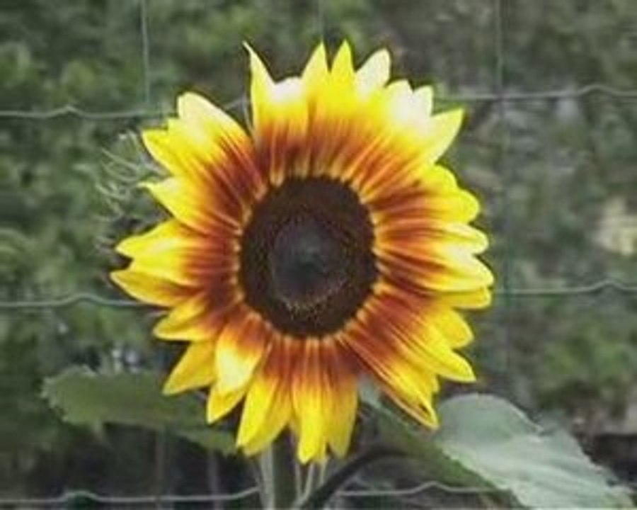 Le jardin de Cyril Treveys le 27 juillet 2009