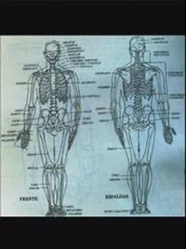 dibujar el cuerpo humano