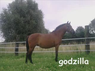 godzilla je t'aime