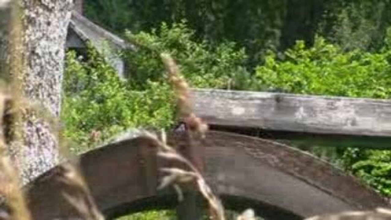 ein Wasserrad im Schwarzwald