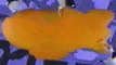 Nickelodeon Bumper- Blimp Painting