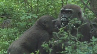 Cupcakes for Gorillas at the Bronx Zoo