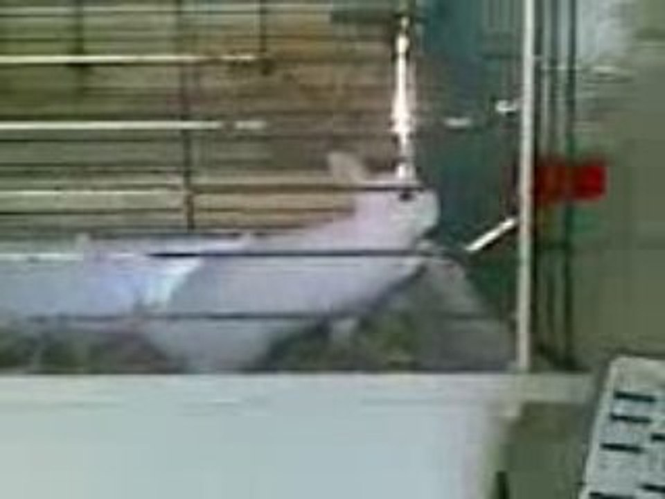 lapin