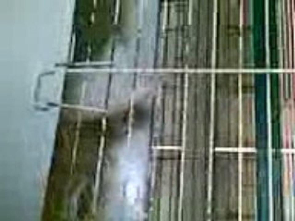 lapin 3