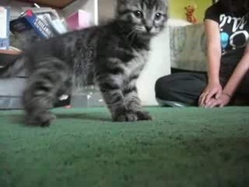 Kitten Spasm
