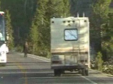 Yellowstone - Les bisons font la circulation - Mai 2009