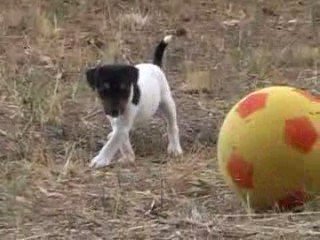 bb de peluche 27 juillet