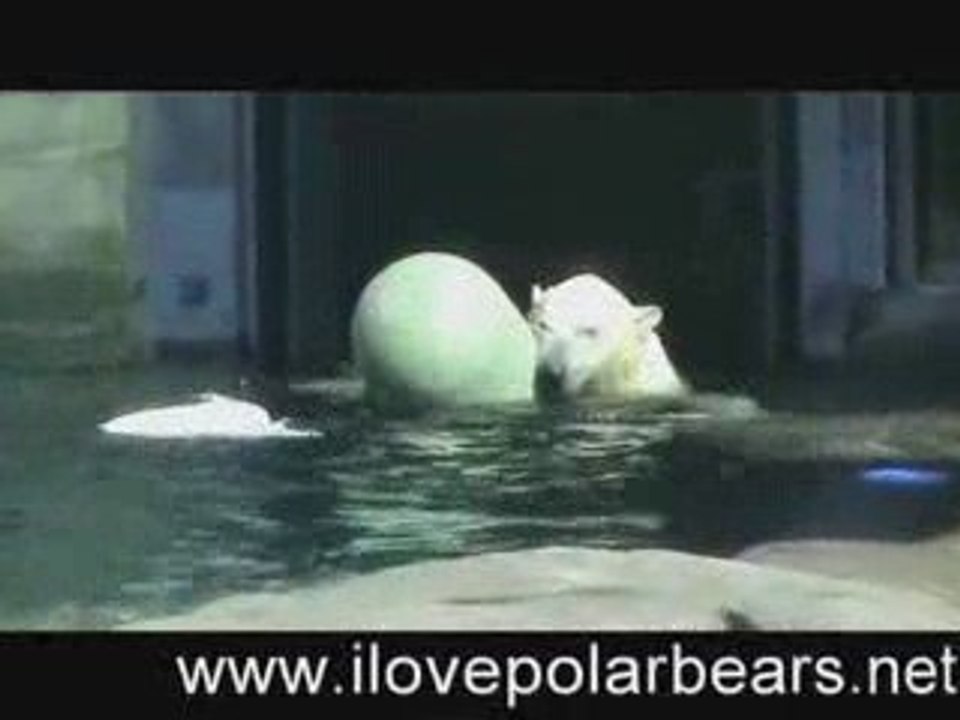 Polar Bear at Toledo Zoo Playing in Water