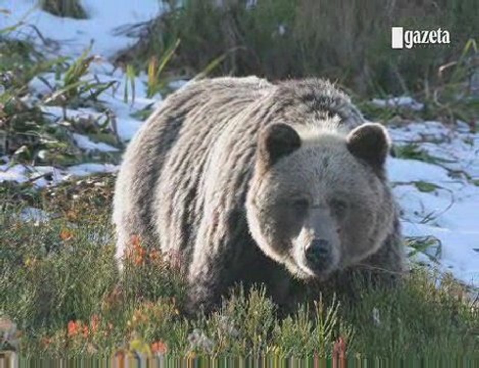 Wajrak: Jeśli spotkacie niedźwiedzia, trzymajcie się zasad