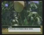 Cultivar frutales en Cuba: nuevos retos y variedades