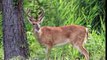 Missouri Whitetail Deer Hunting