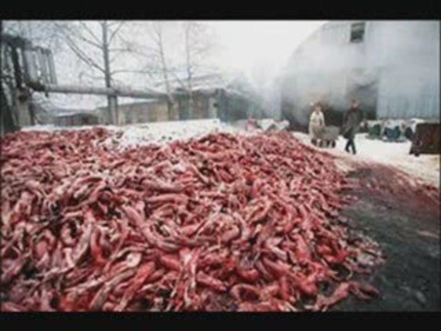 Для любителей шуб