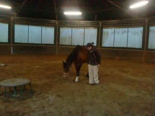 dressage en liberté