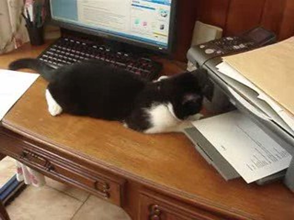 Chat-Malo et l'imprimante