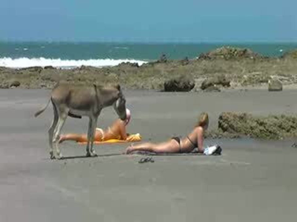 E poi lo chiamano asino...