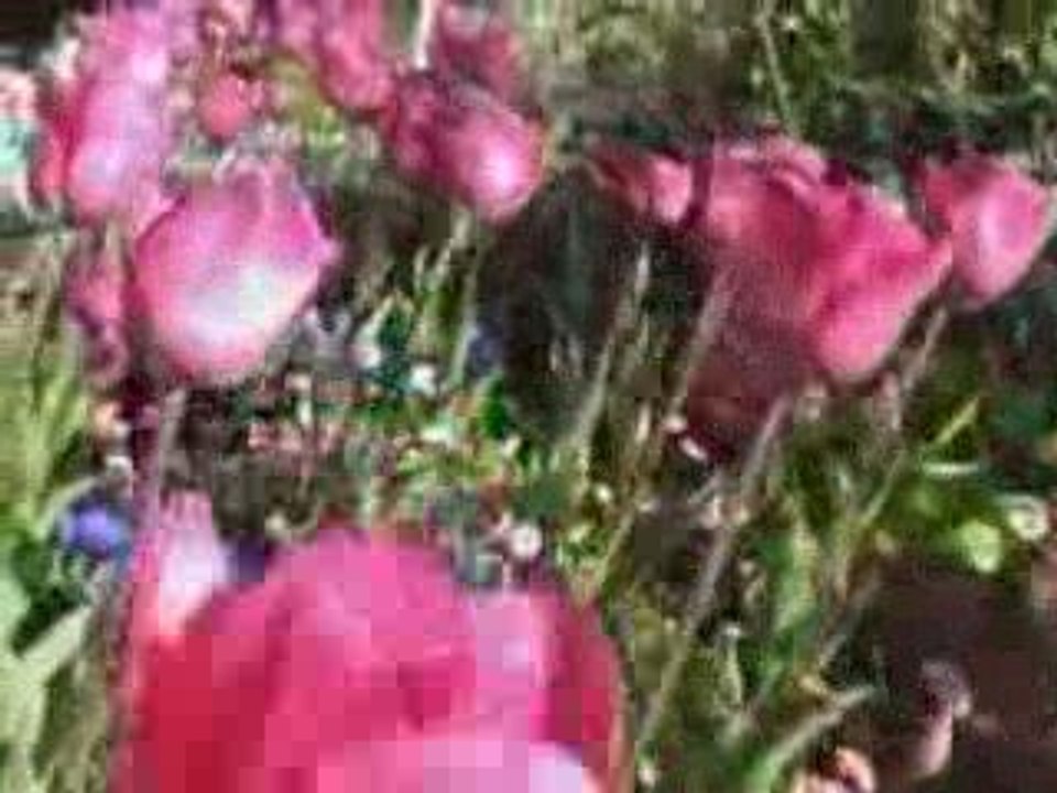 Carqueiranne insolite