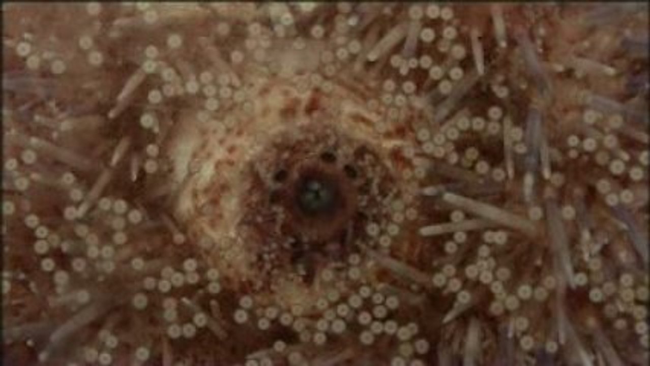 Festival Film Belfort EntreVues - Bande Annonce 2009