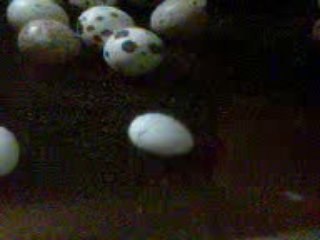 Naissance roseicollis juillet 2009 couveuse