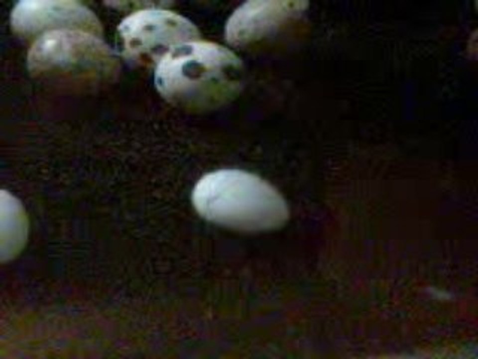 Naissance roseicollis juillet 2009 couveuse