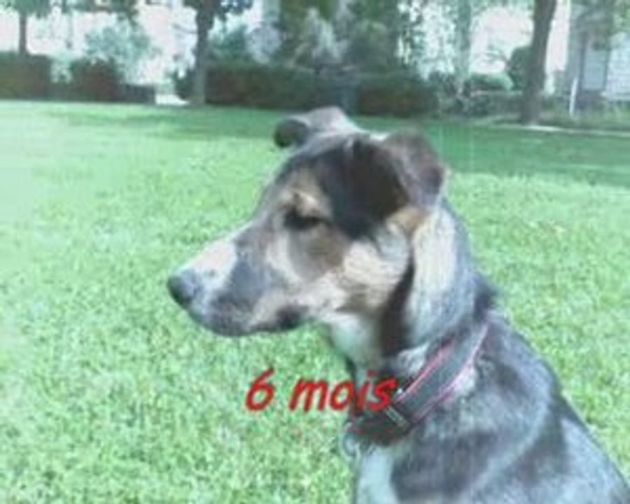 nala mon chien