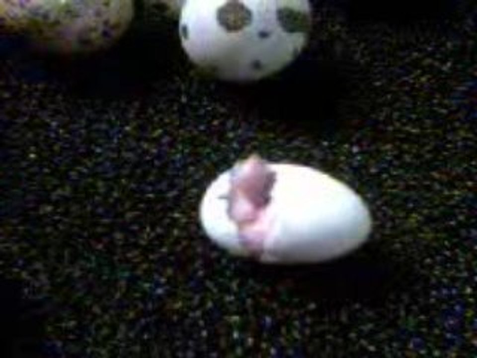 Naissance roseicollis juillet 2009 couveuse