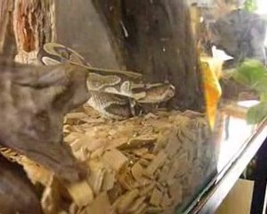 Serpent
