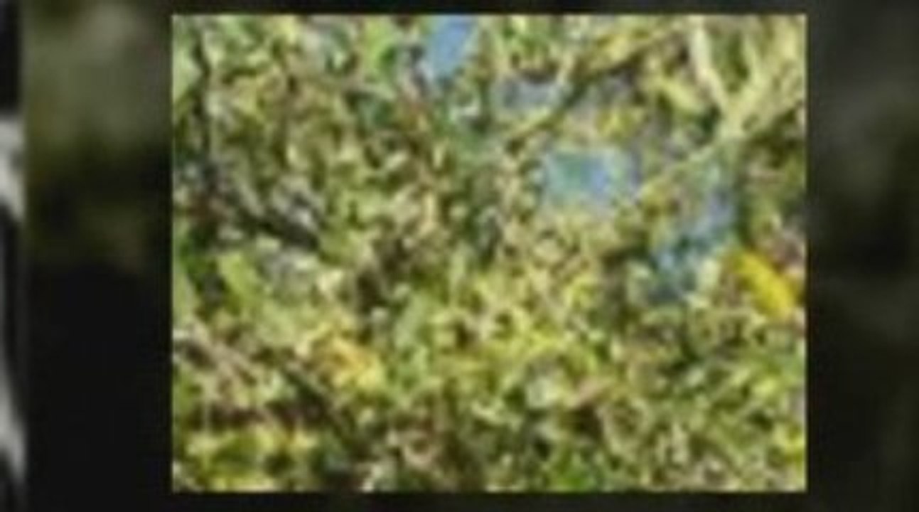 Olive Oils
