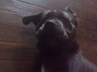 Cassius cané corso male