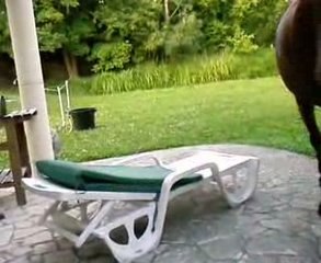 les bêtises de Tex (et la négligence de ses 2 pattes)