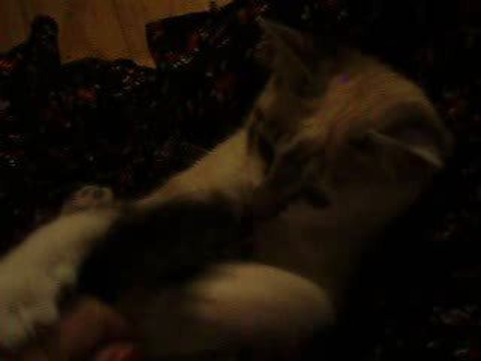 chaton