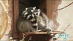 Get Acquainted with the Ring-Tailed Lemur