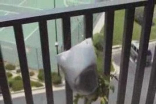 Growing Tomatoes In Milk Jugs: We Have Tomatoes!