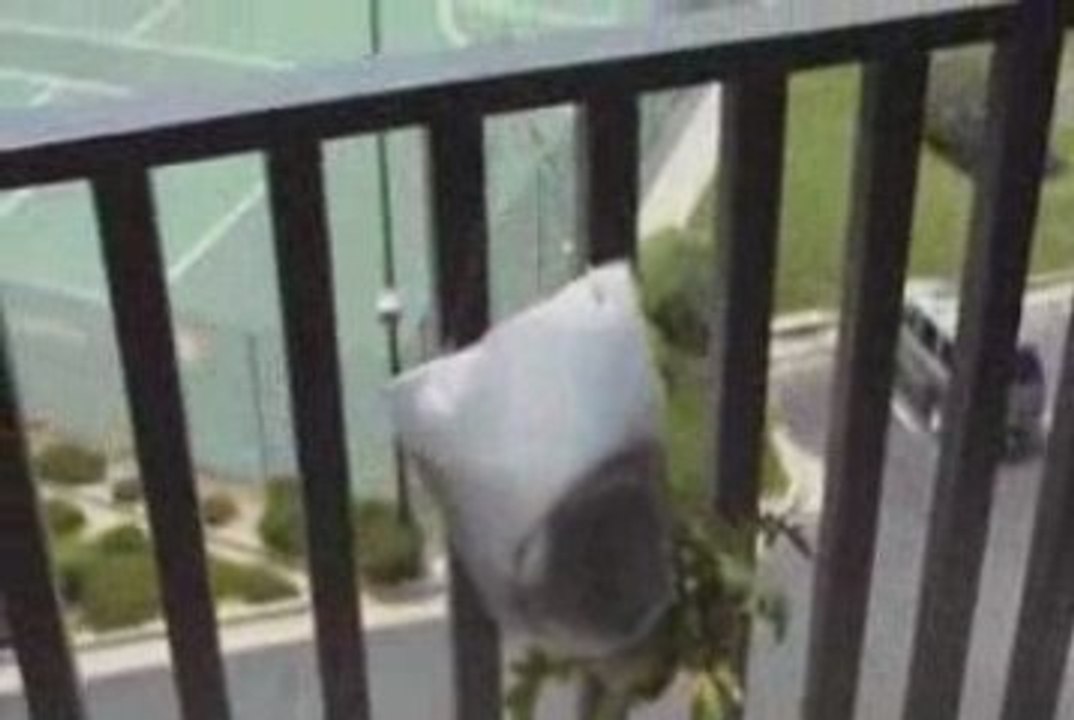 Growing Tomatoes In Milk Jugs: We Have Tomatoes!