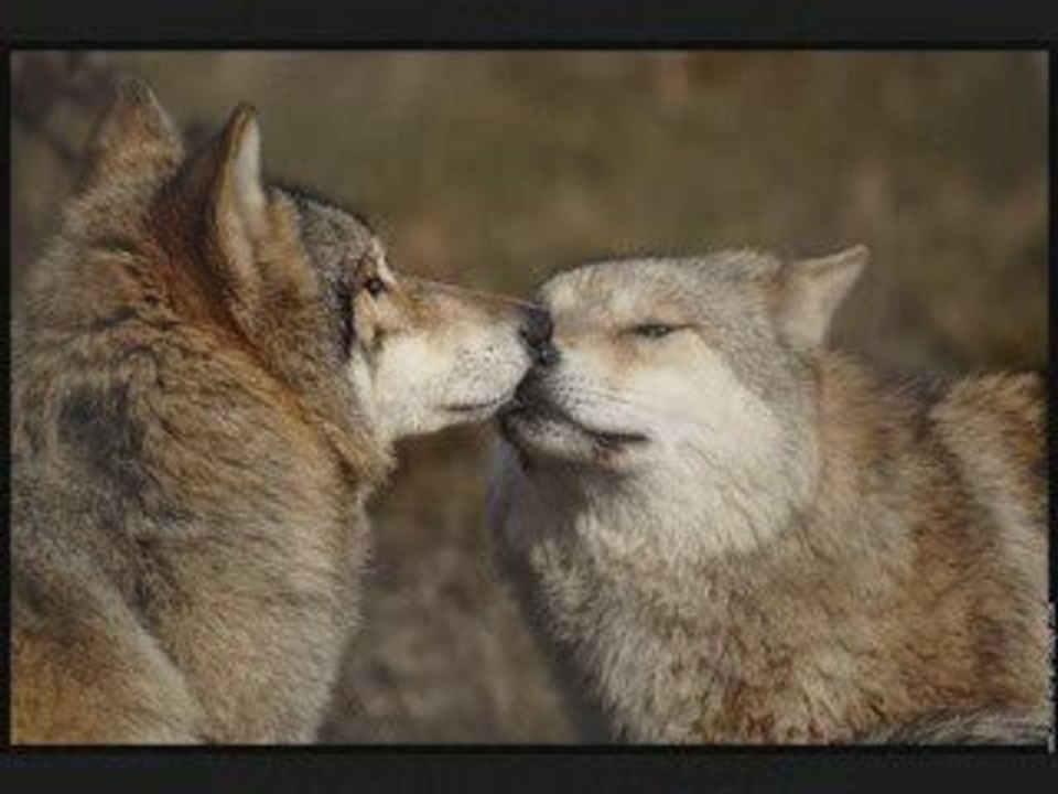 loup