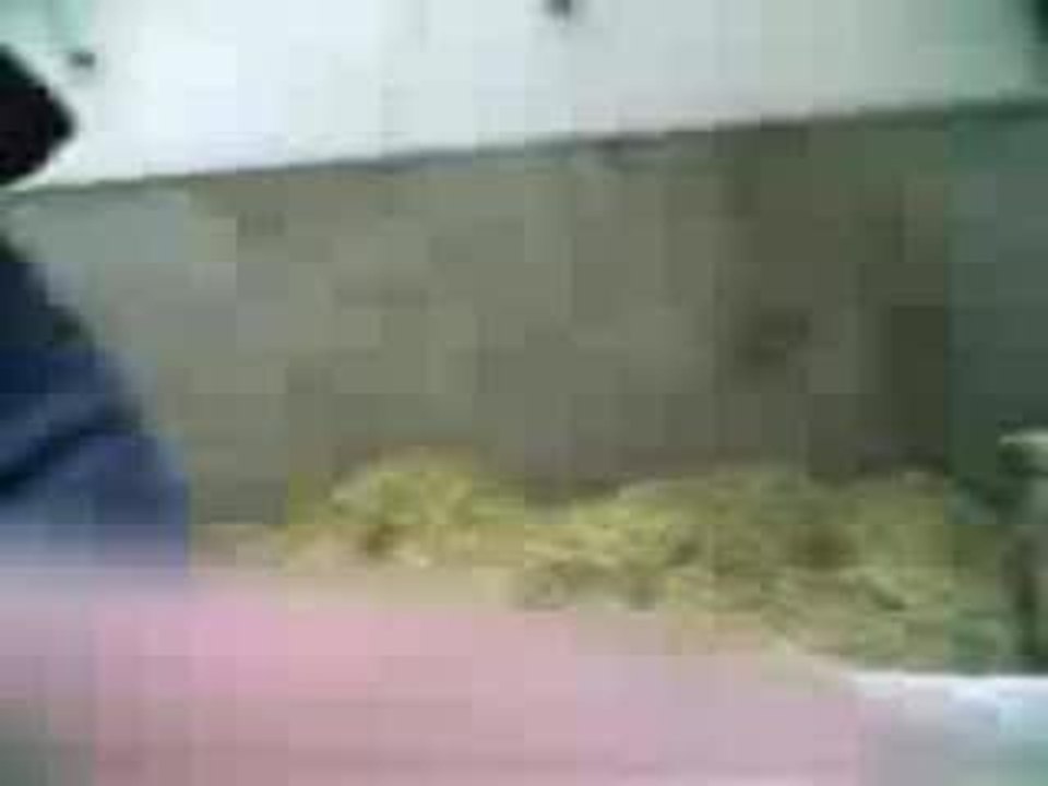 Gael le sauvage :p