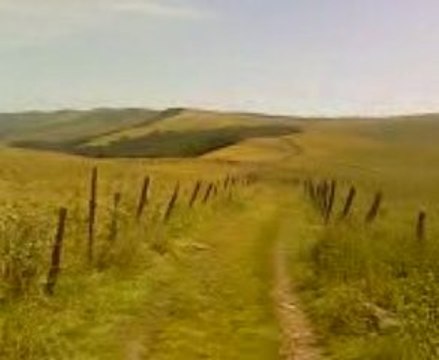 Les Salers dans le Cantal