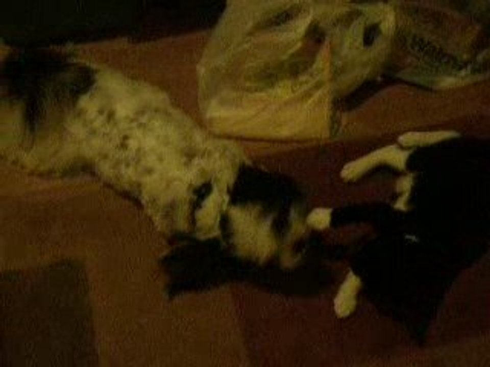 Tripper and Little Cat go at it