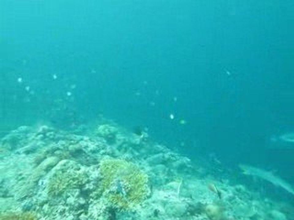 Sharks in Sipadan