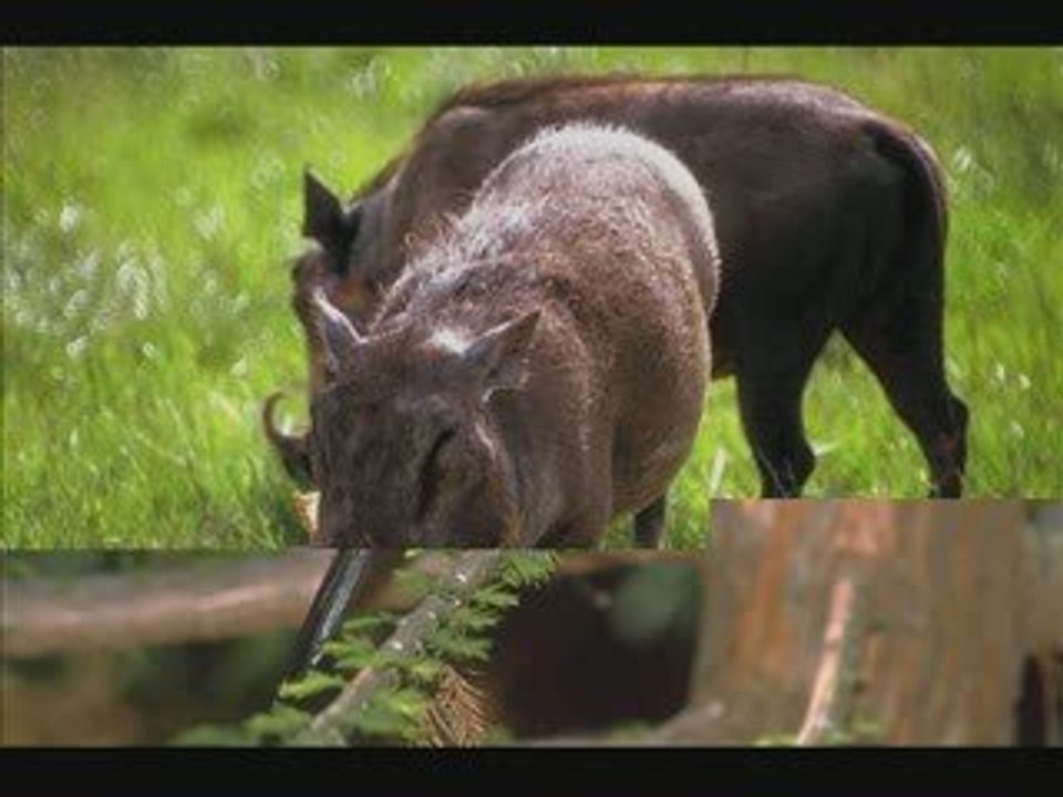 Chris Tomlin - How great is our God