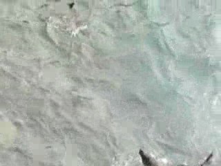 Les otaries s'éclatent à Kangourou island