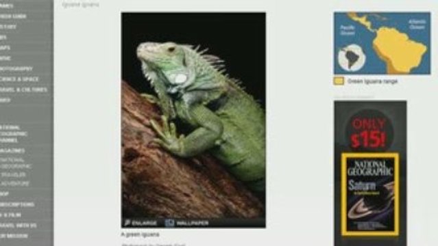 Cores Em Inglês: Como Dizer Verde Em Inglês - Green