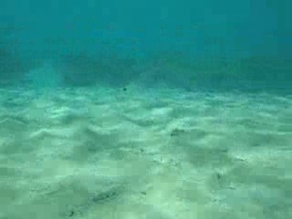 Jeunes dorades royales et sars