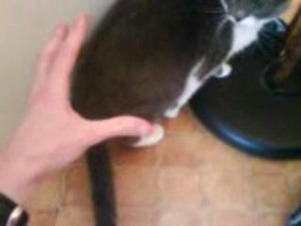 pouaper le chat a bug