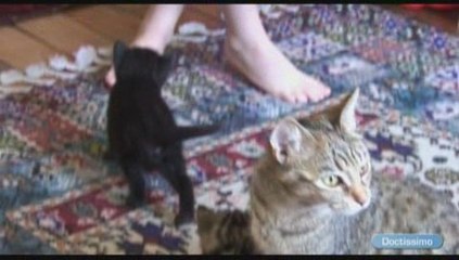 limiter allergies pollen  animaux
