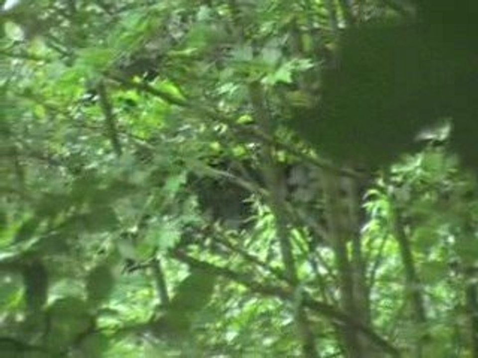 GIMA50 VS ATP VS LE COS A LA MEAUFFE